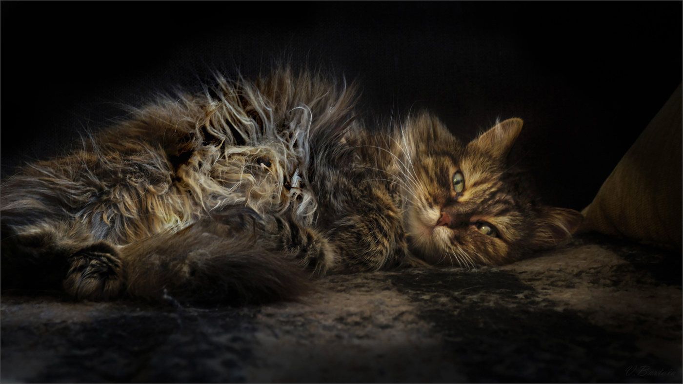 Лохматушка