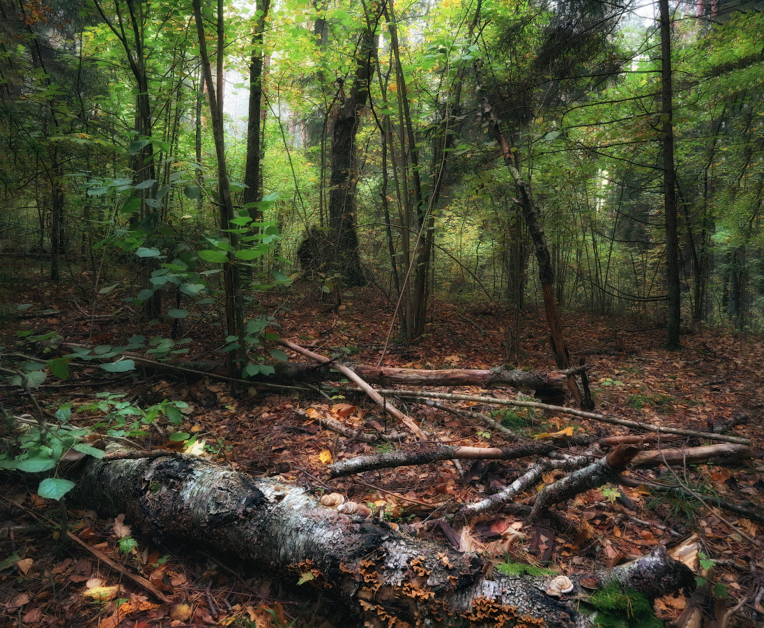 Лесная зарисовка