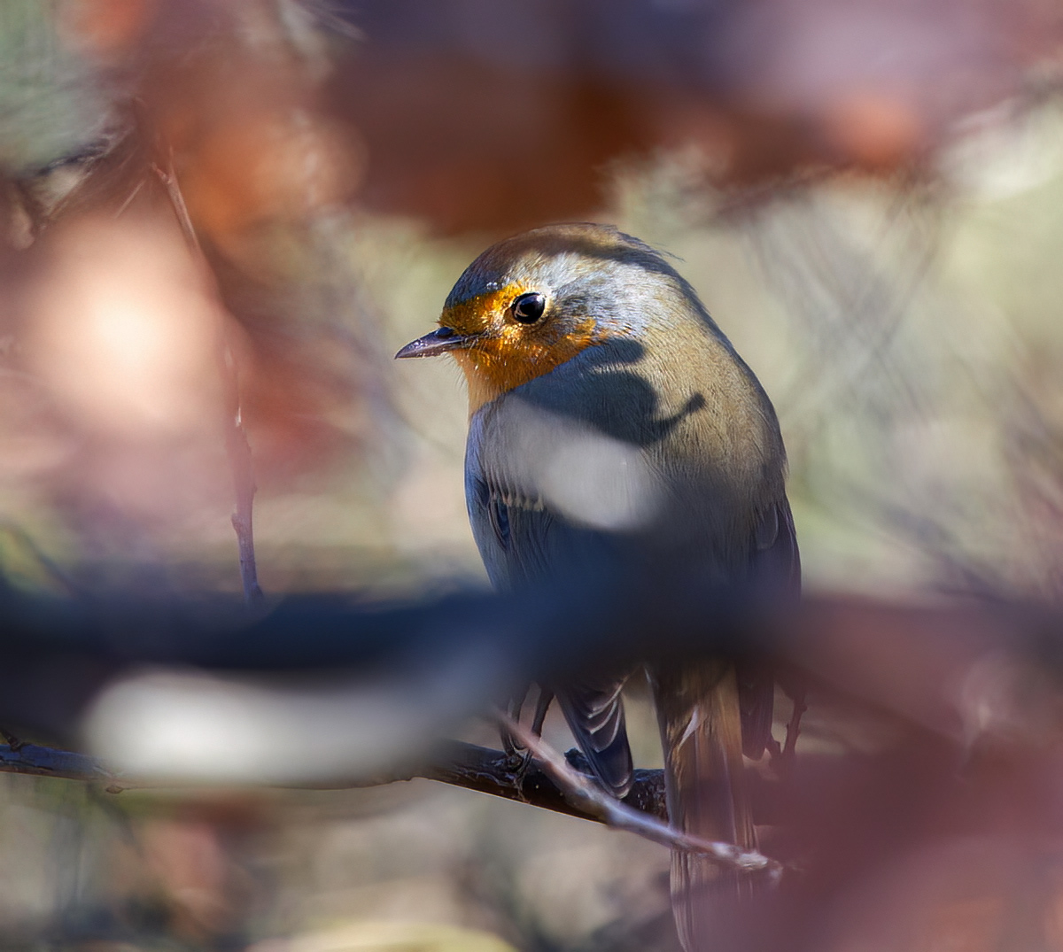 Зарянка, она же - малиновка