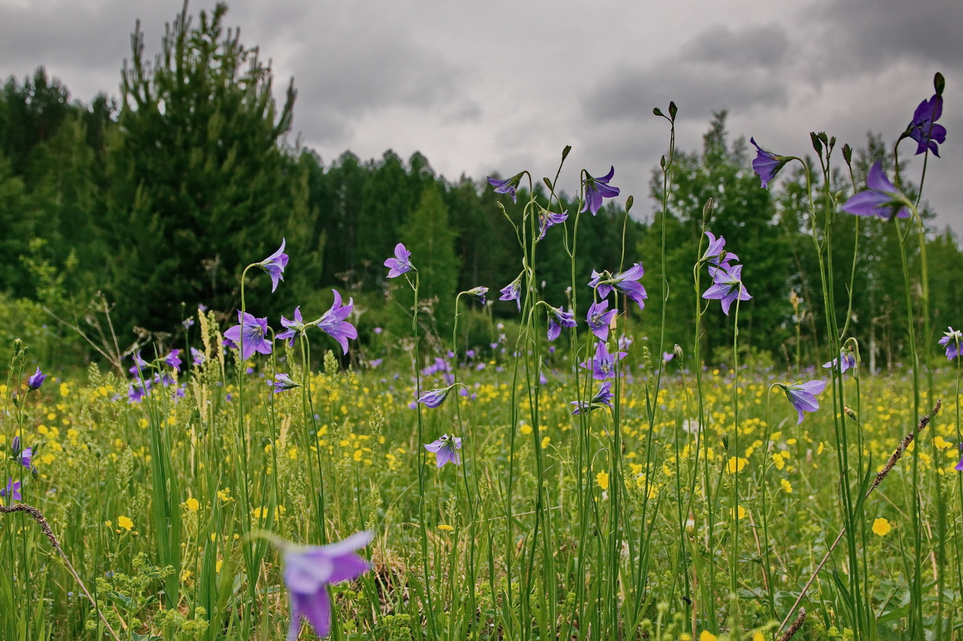 *Колокольчики.**