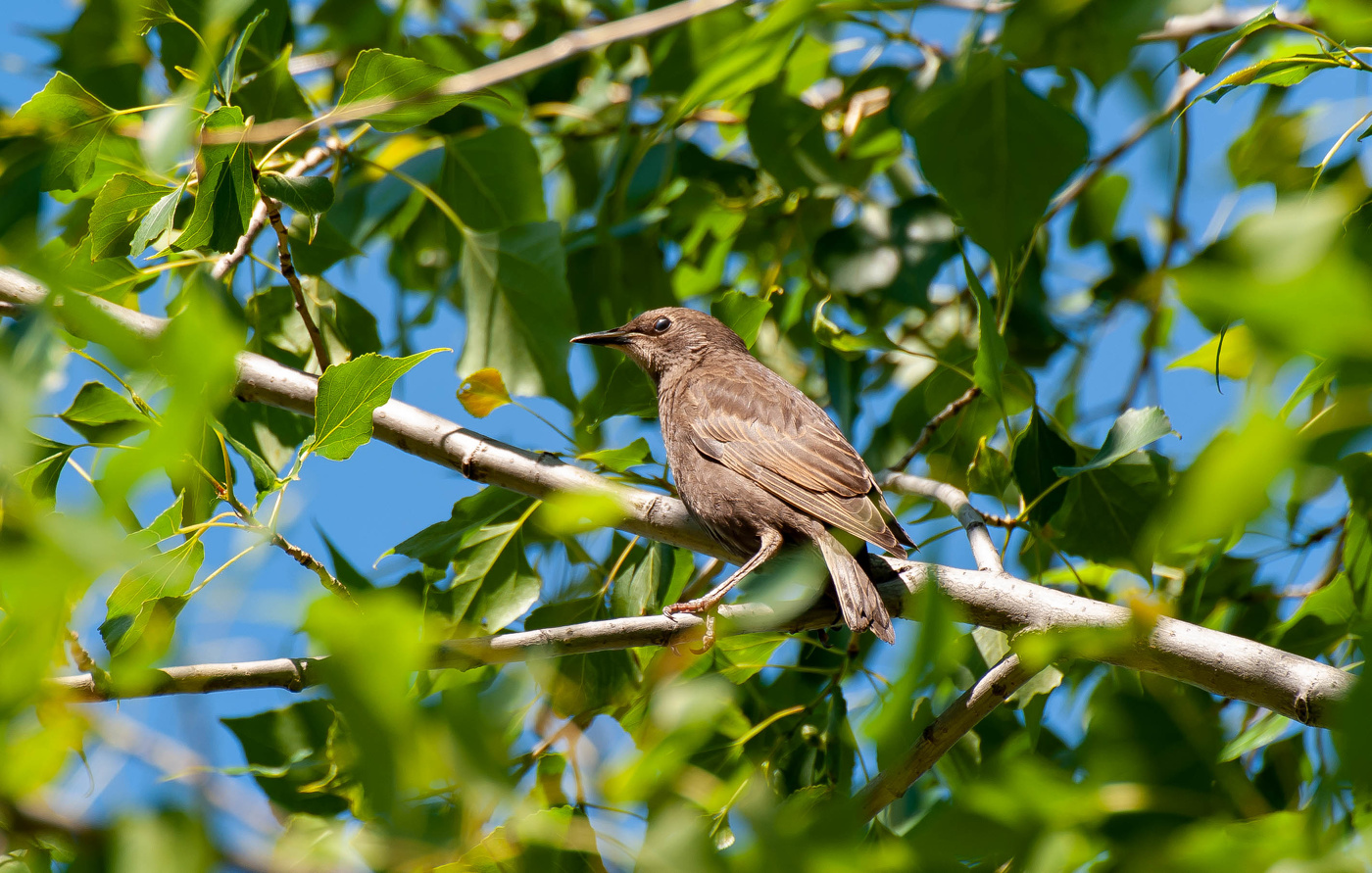 Обыкновенный скворец.