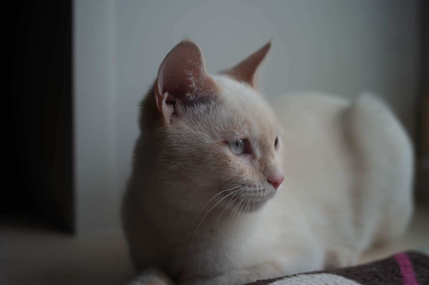 Знакомьтесь, это Лютик.