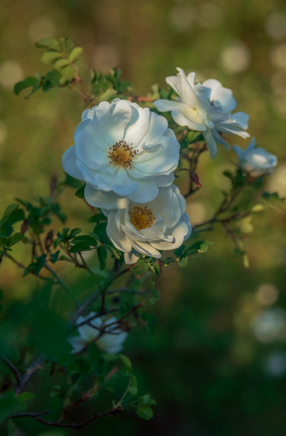 Ароматы июня...