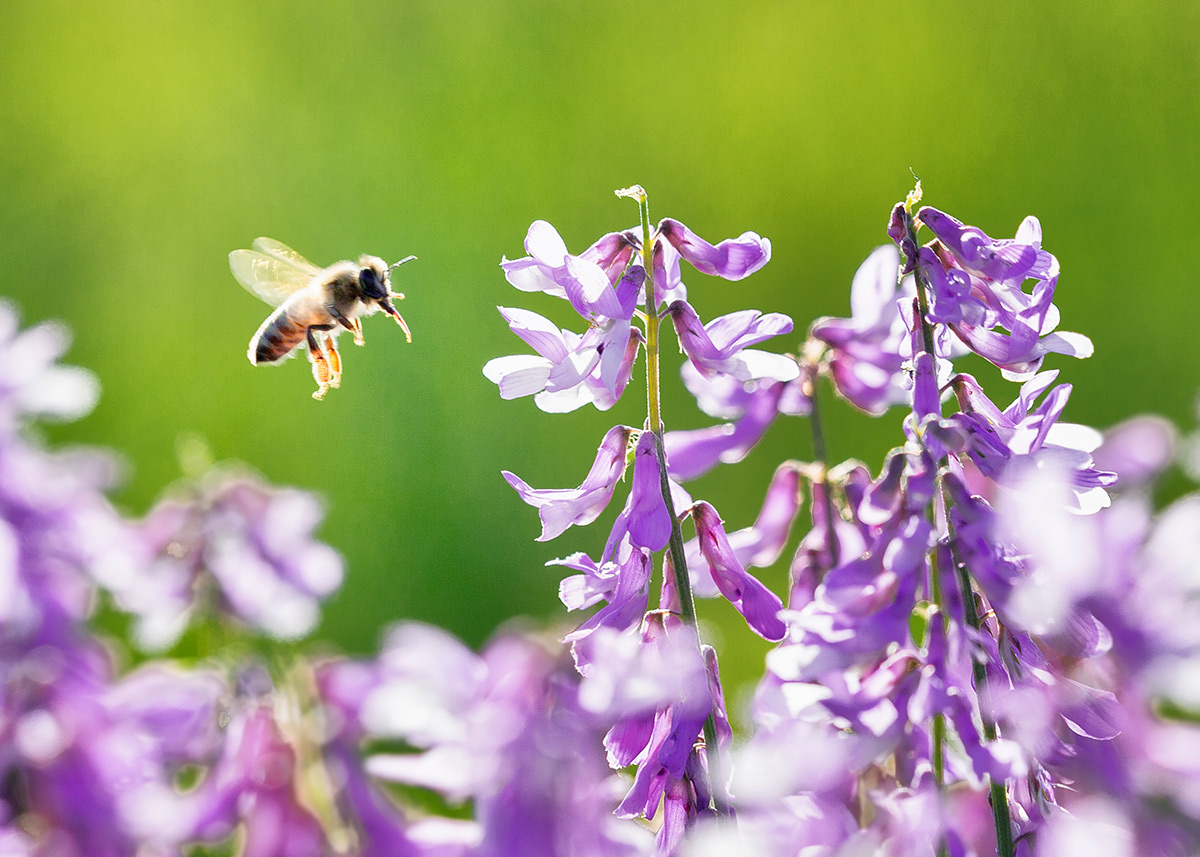 Вика цветет