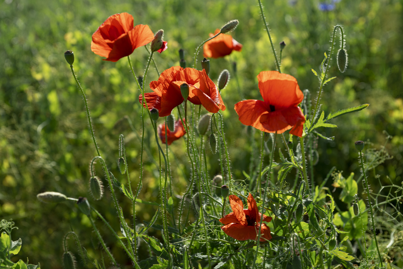 Маки полевые