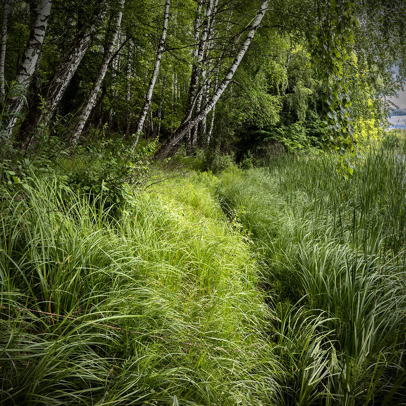 С Днем России!