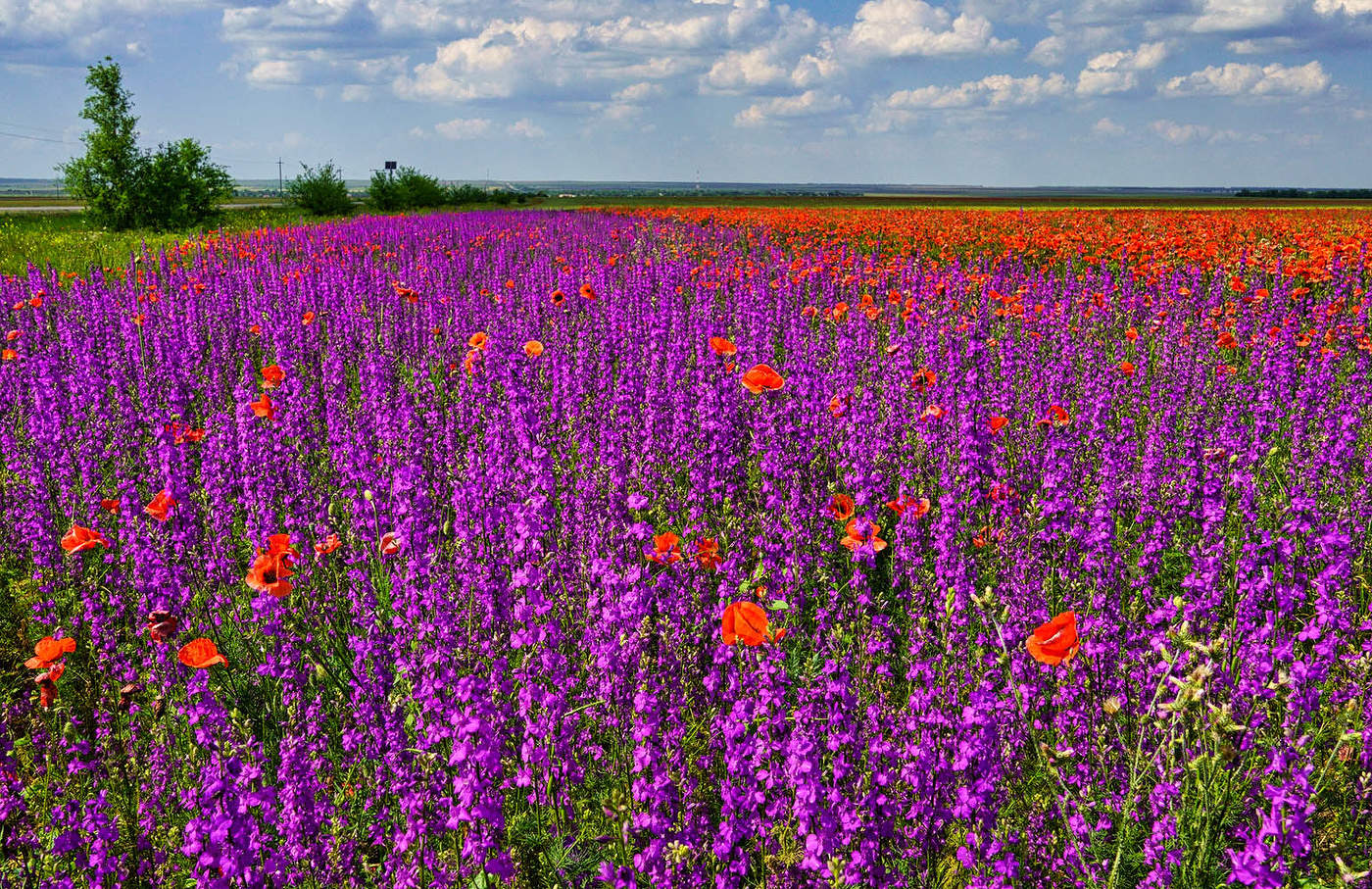 Дельфиниум