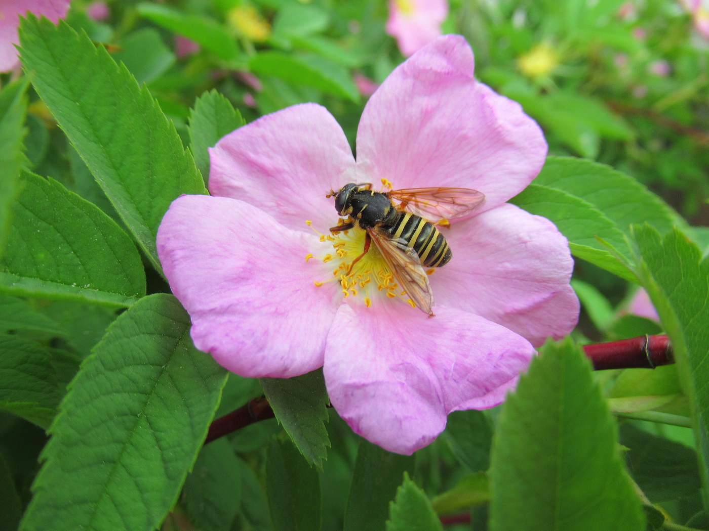 Муха на цветке шиповника