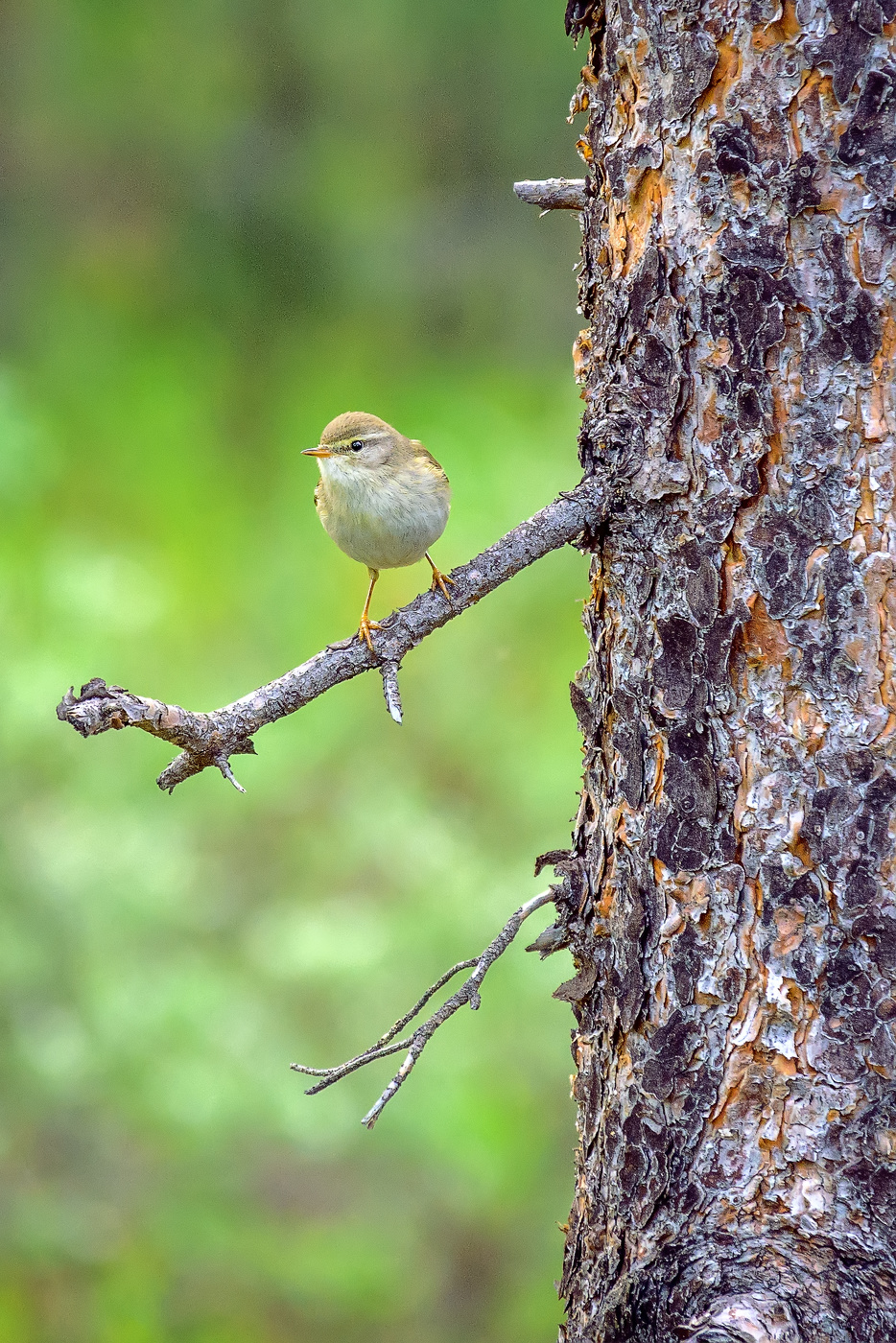 Пеночка-весничка