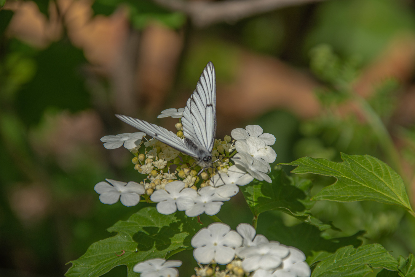 За нектаром