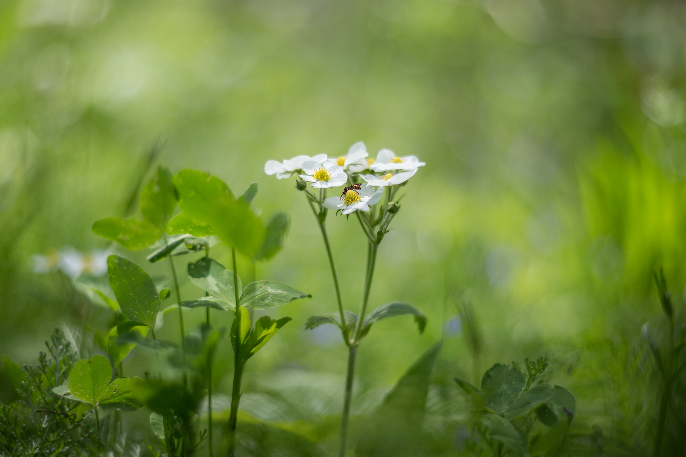 Кусочек лета