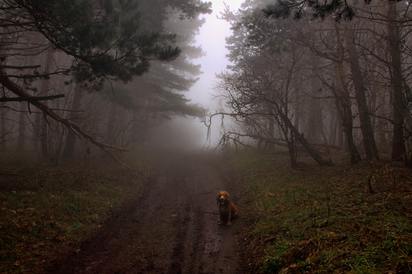 Там чудеса...