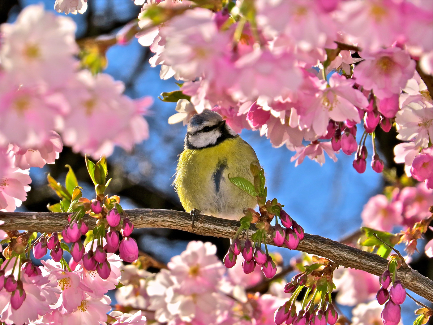 Залюбовалась синичка