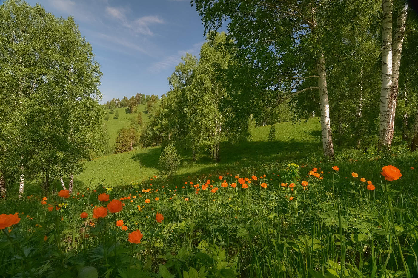 Сибирские огоньки в лесу