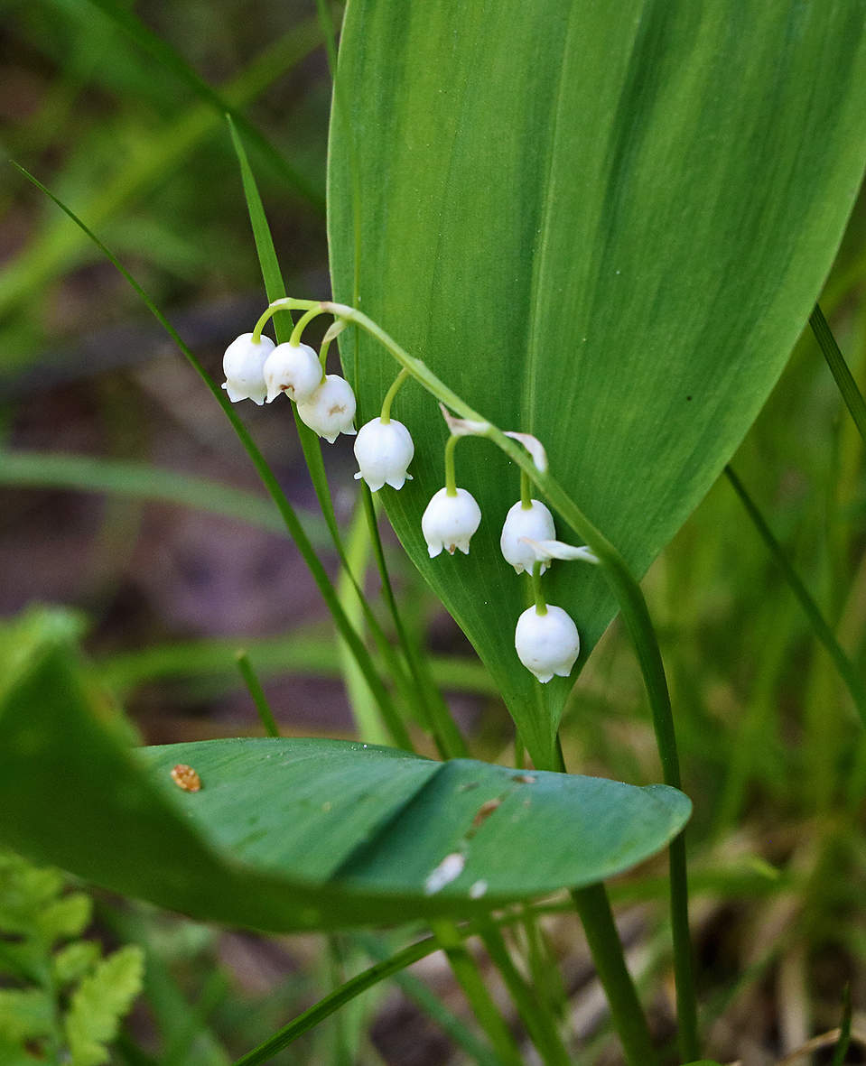 Лесные ландыши