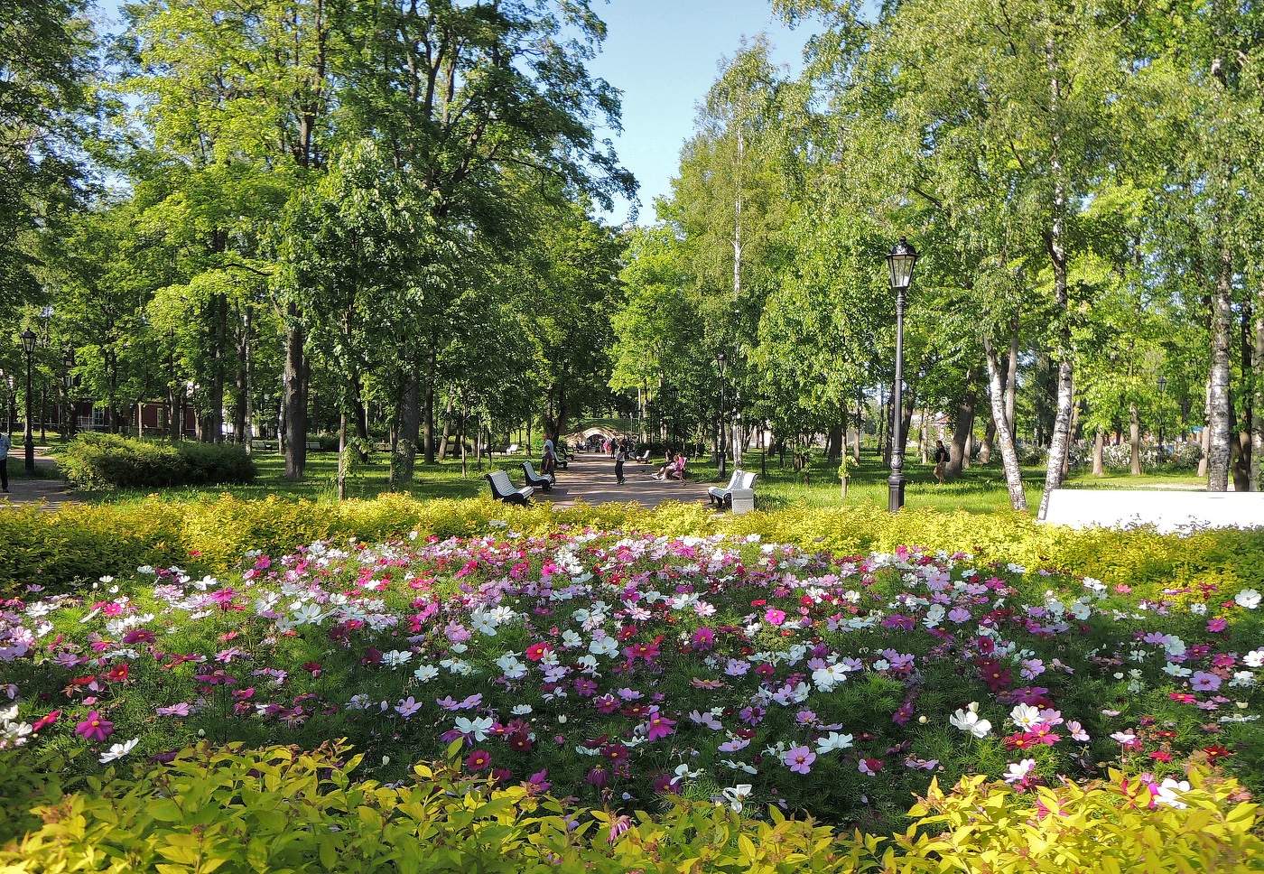 июньский ситчик