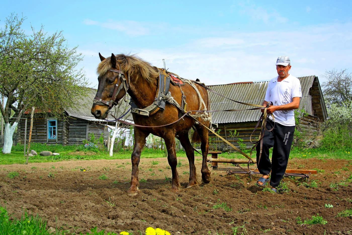 Сельские картинки.