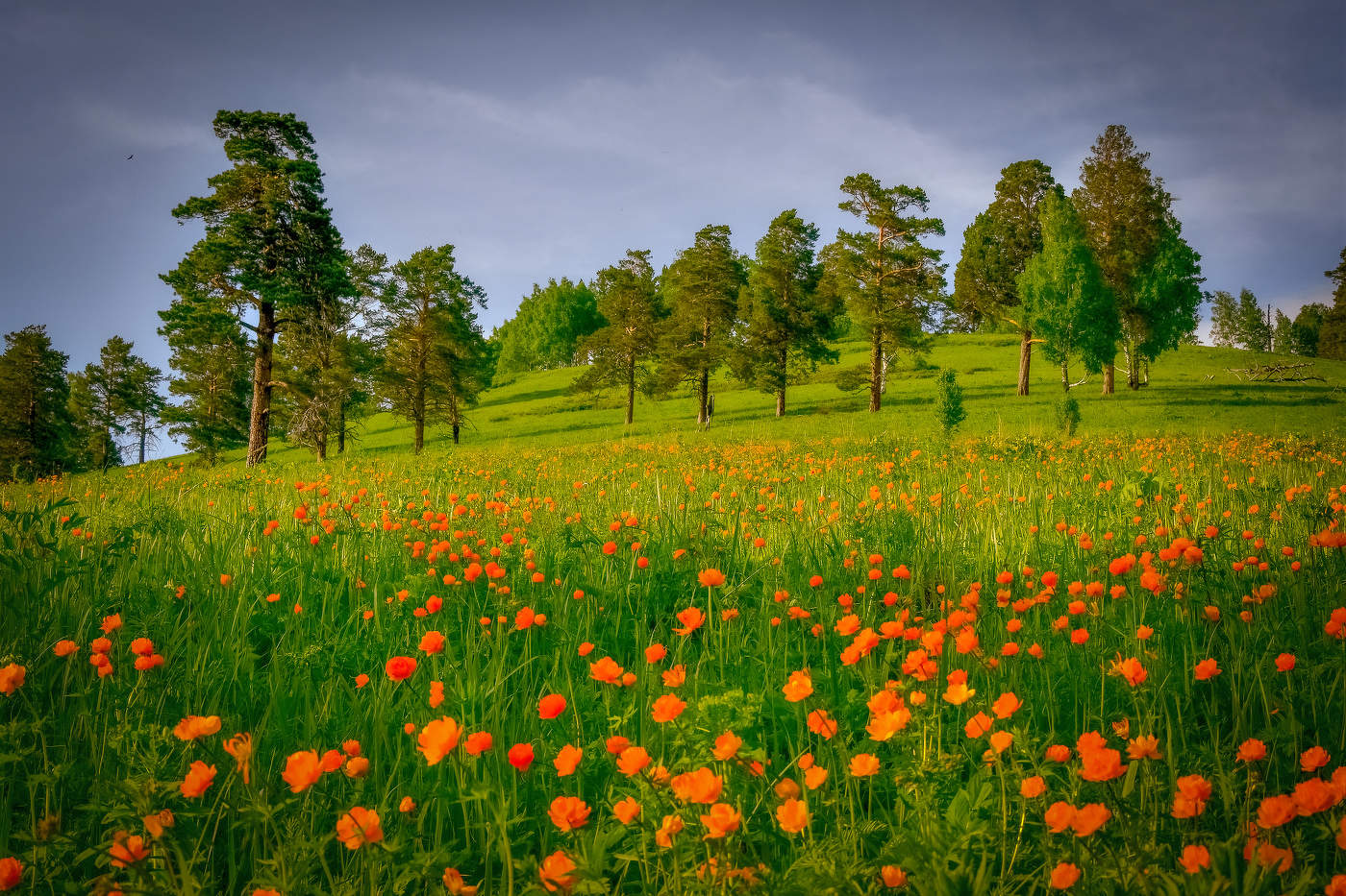 Огоньки в июне