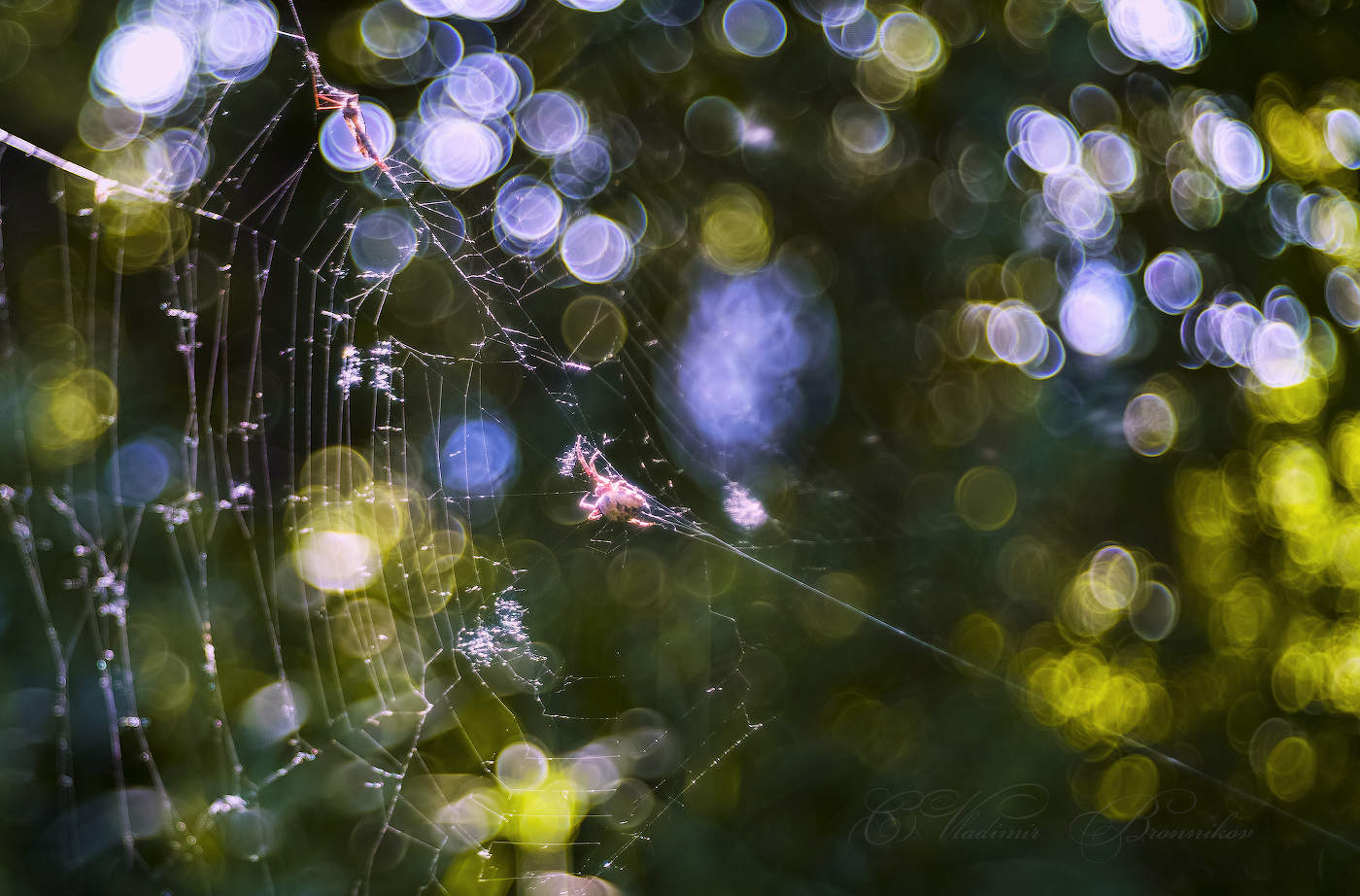 Паук и жертва