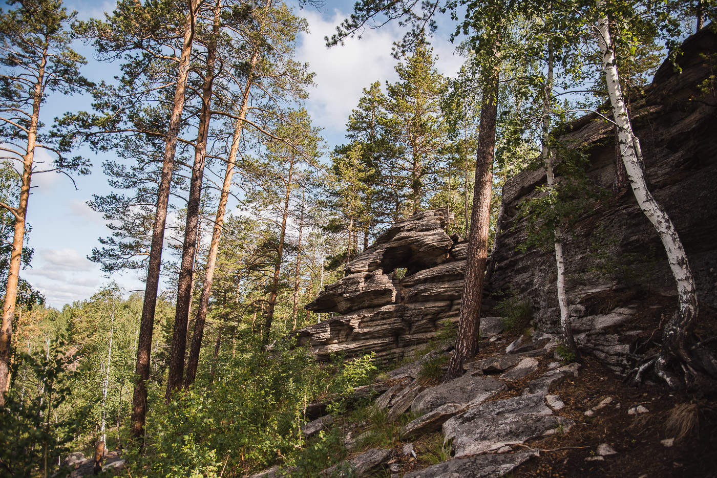 Средь берез и сосен...