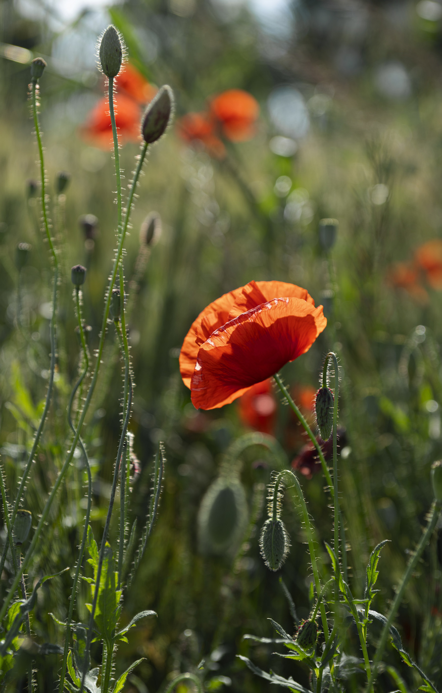 Маки полевые