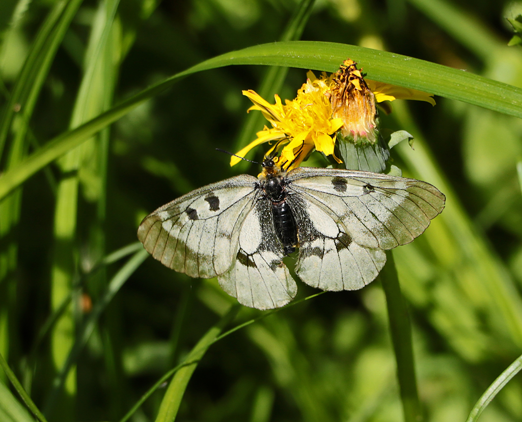 Лесная бабочка