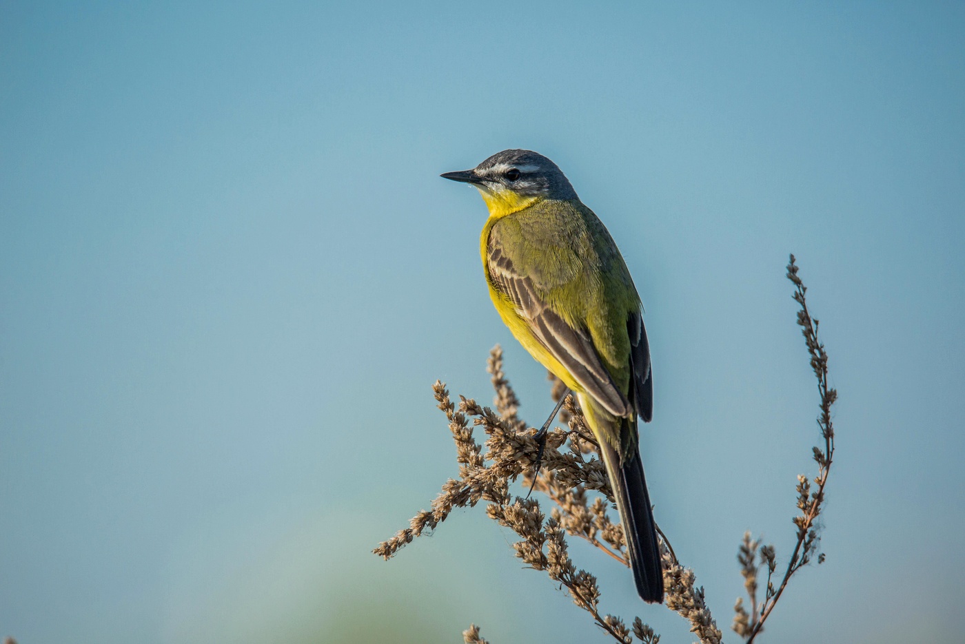 Желтая трясогузка