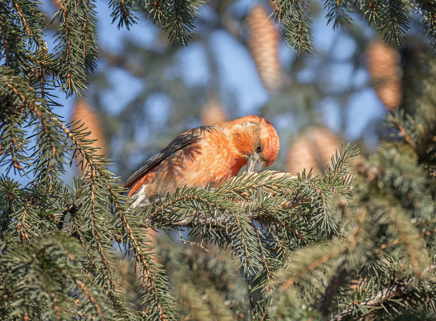 клёст разбирается с шишкой.