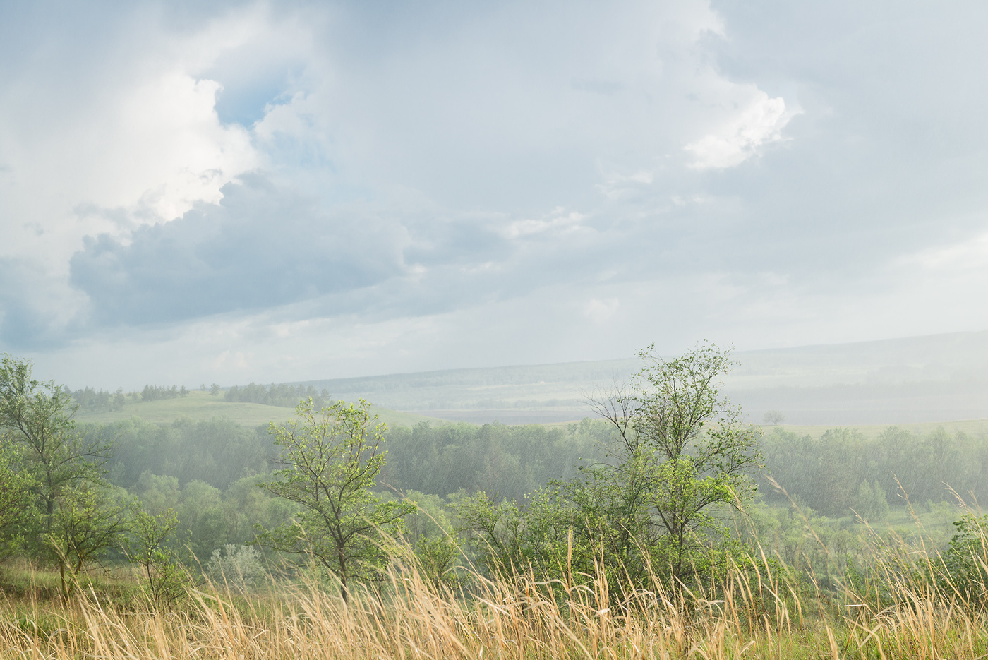 Летний дождь...