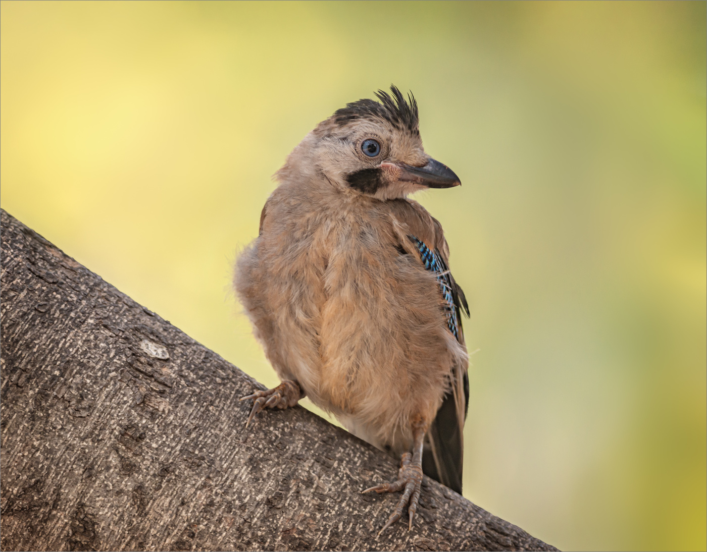 Соечка - слёток