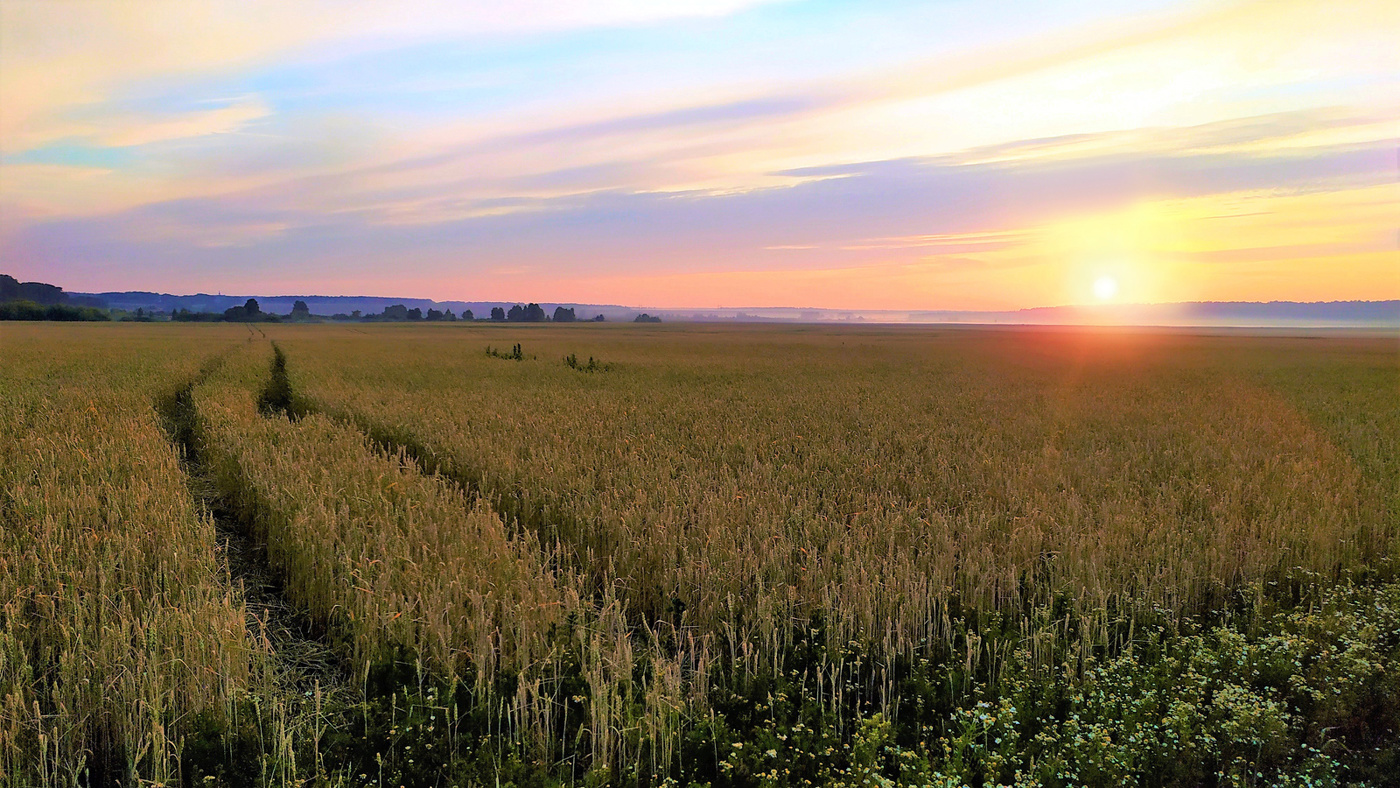 В поле пшеничном день занимался