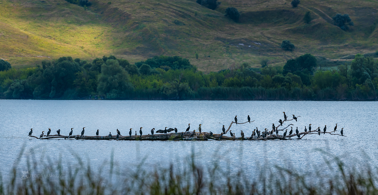 Бакланы на отдыхе