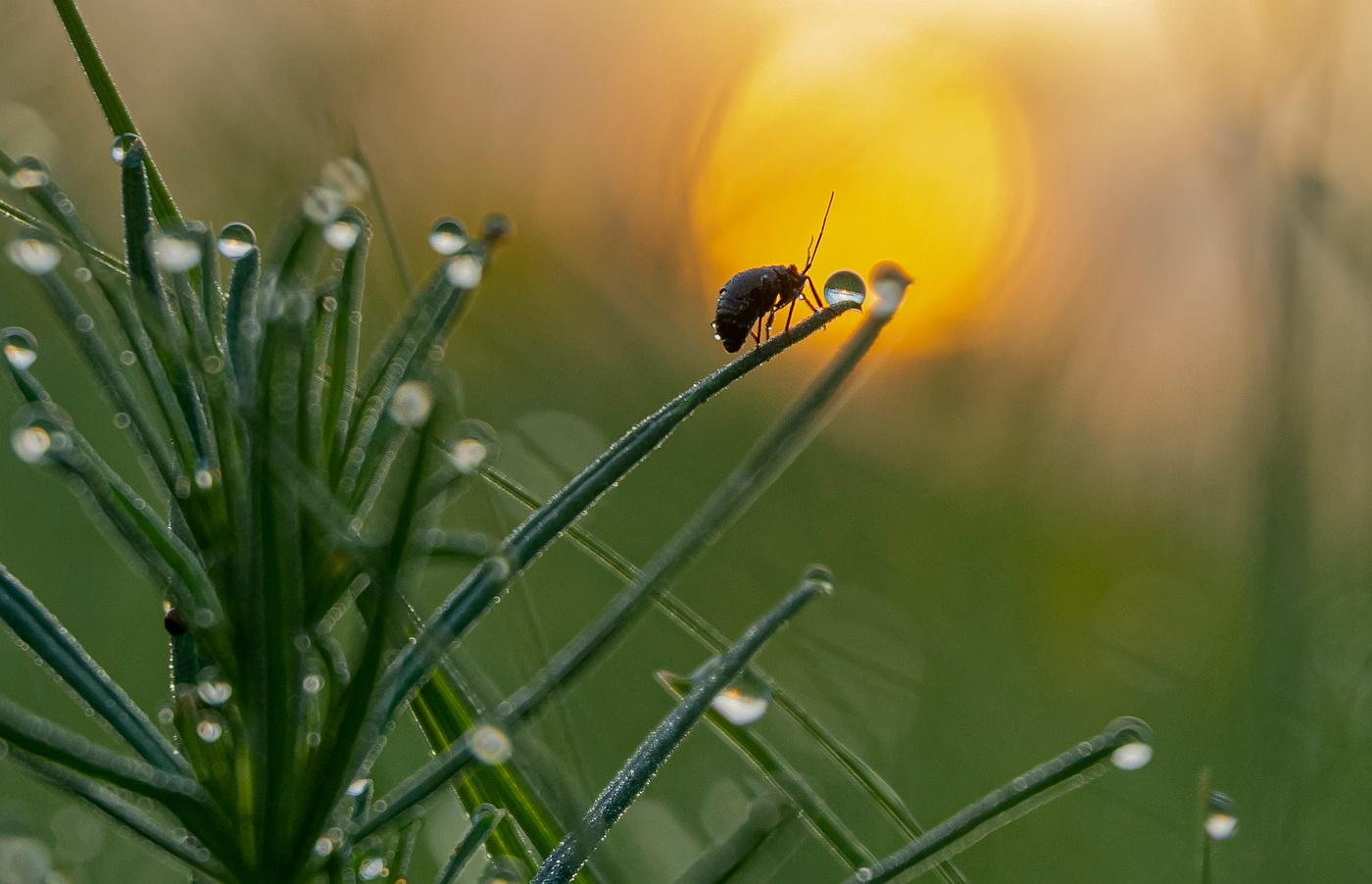 Испить росы серебряной небес