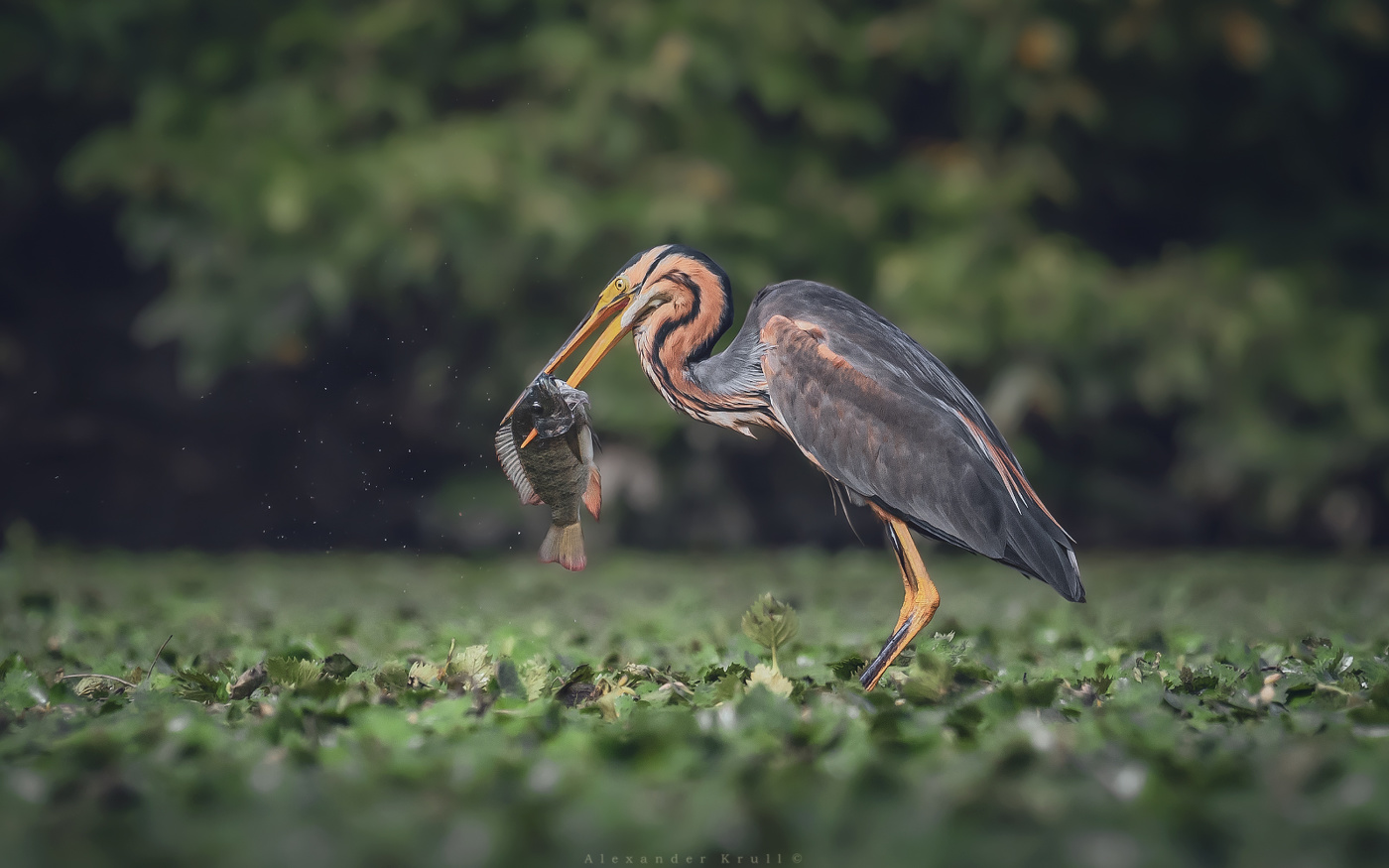 Славная добыча
