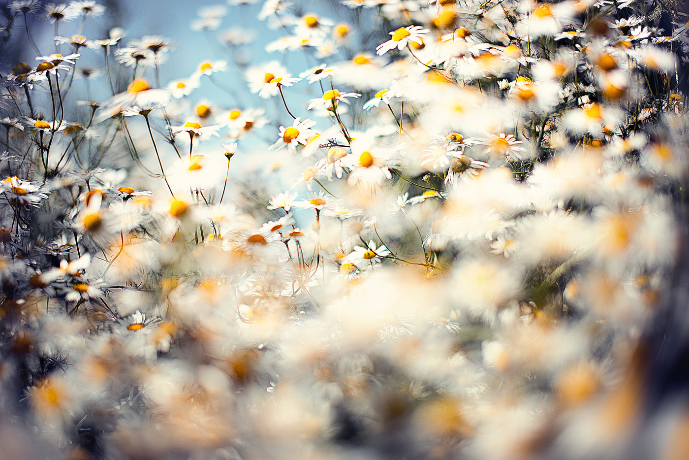 В ромашках..