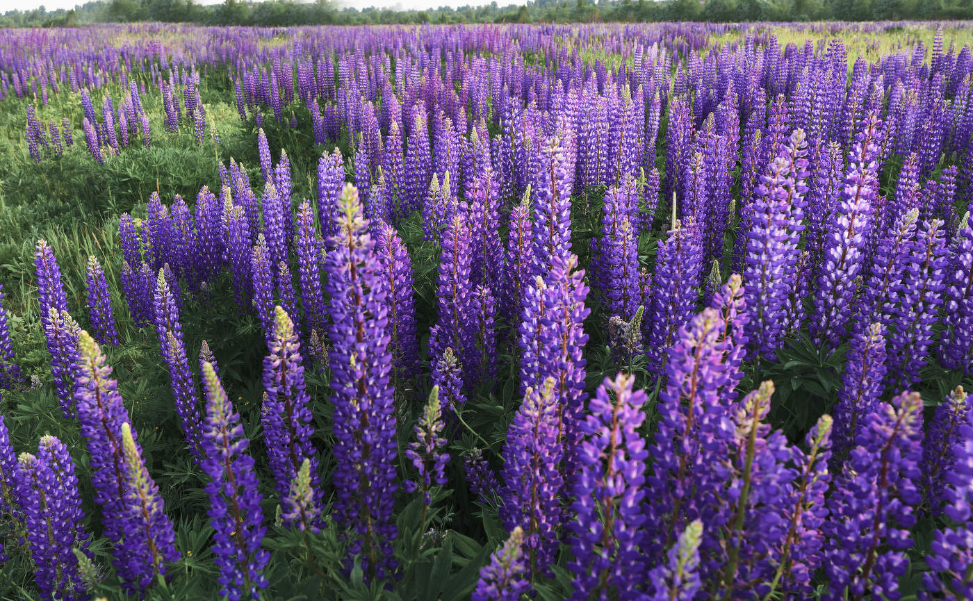 Люпиновое поле