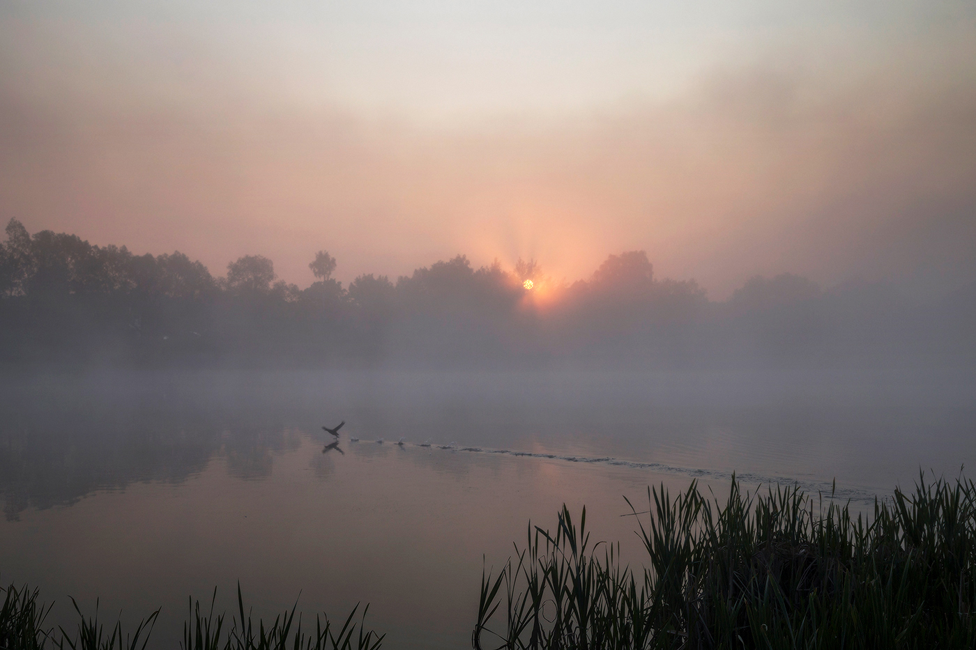 Нарушая тишину туманного утра