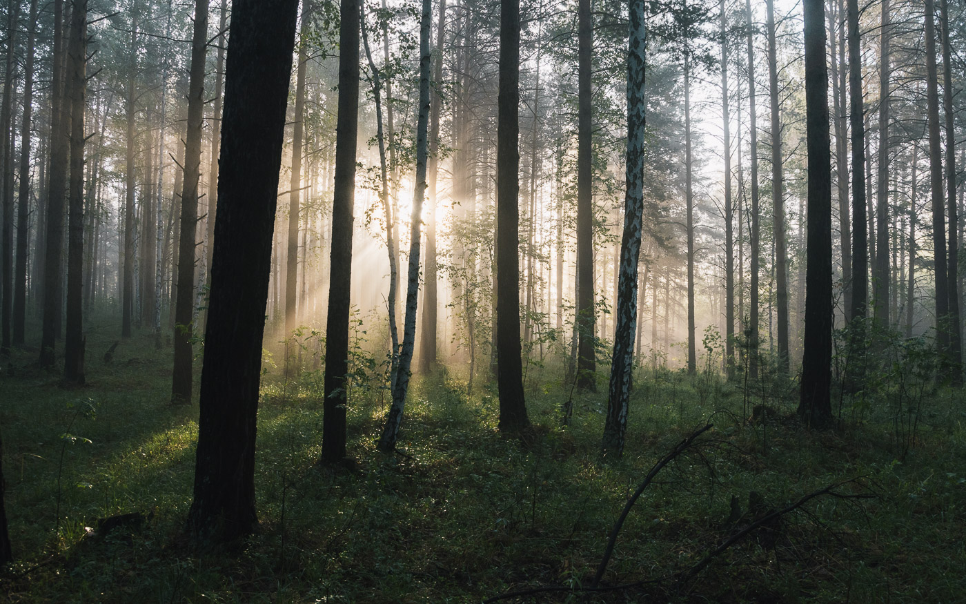 Утро в лесу