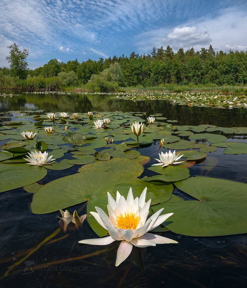 Царица озера