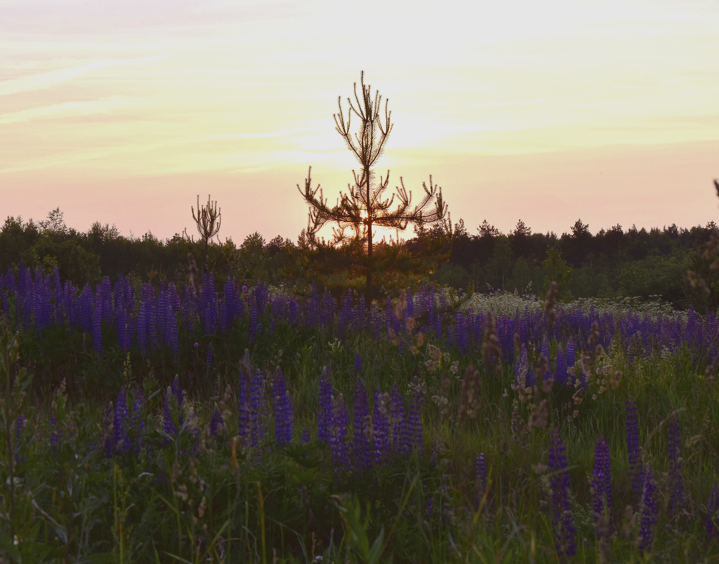 Люпиновый закат