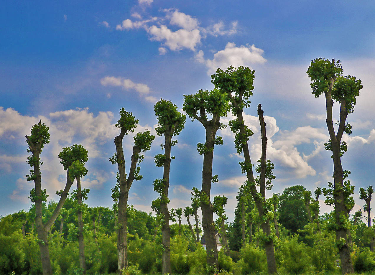 Обрубки цивилизации