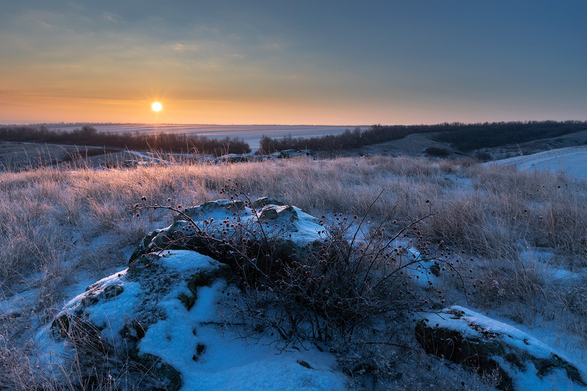 Зимний шиповник