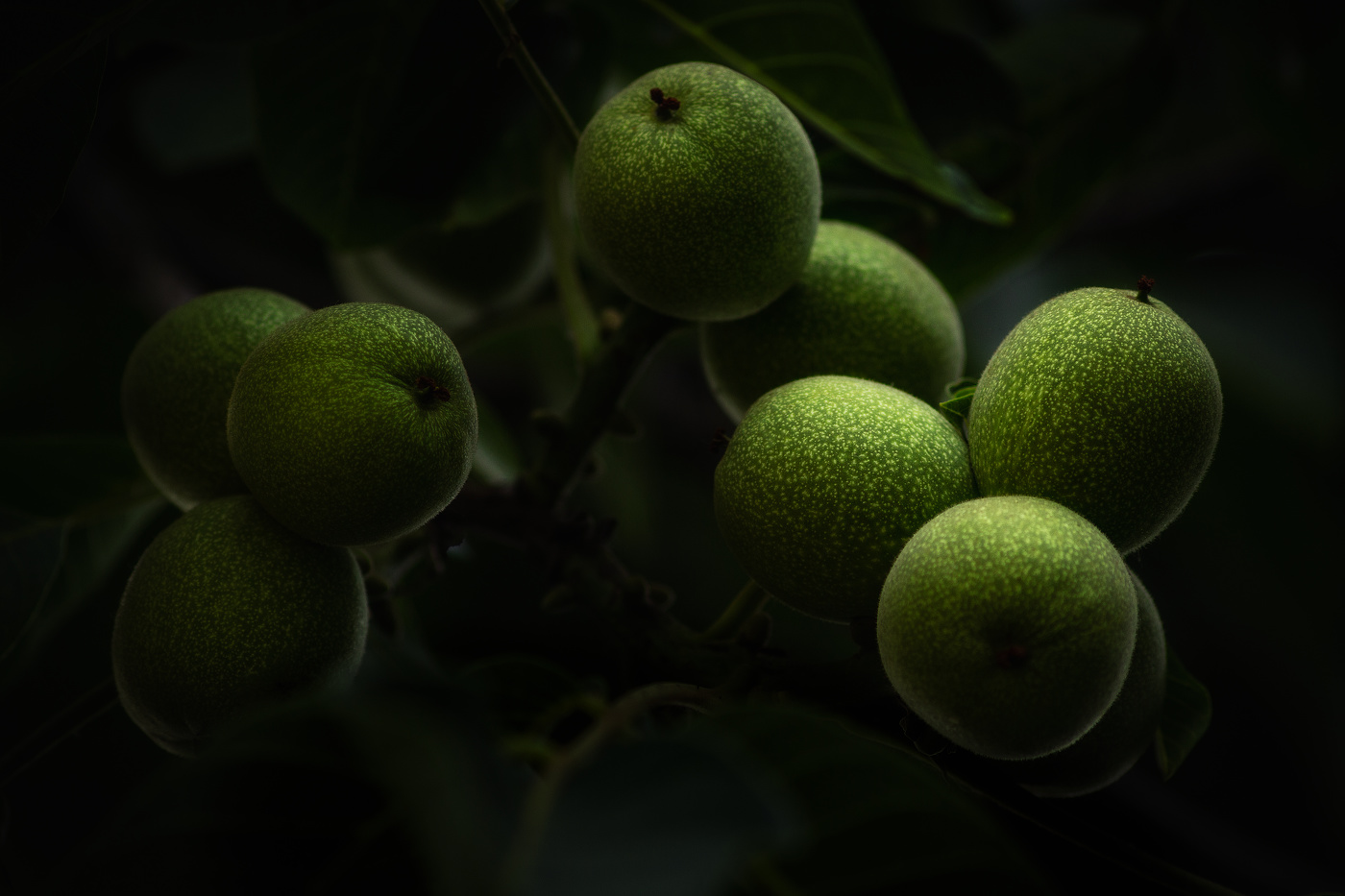 Зелёное лето...