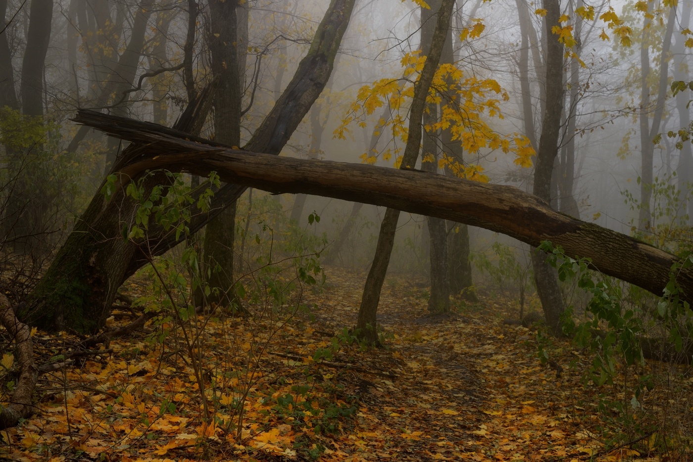 Осеннее утро