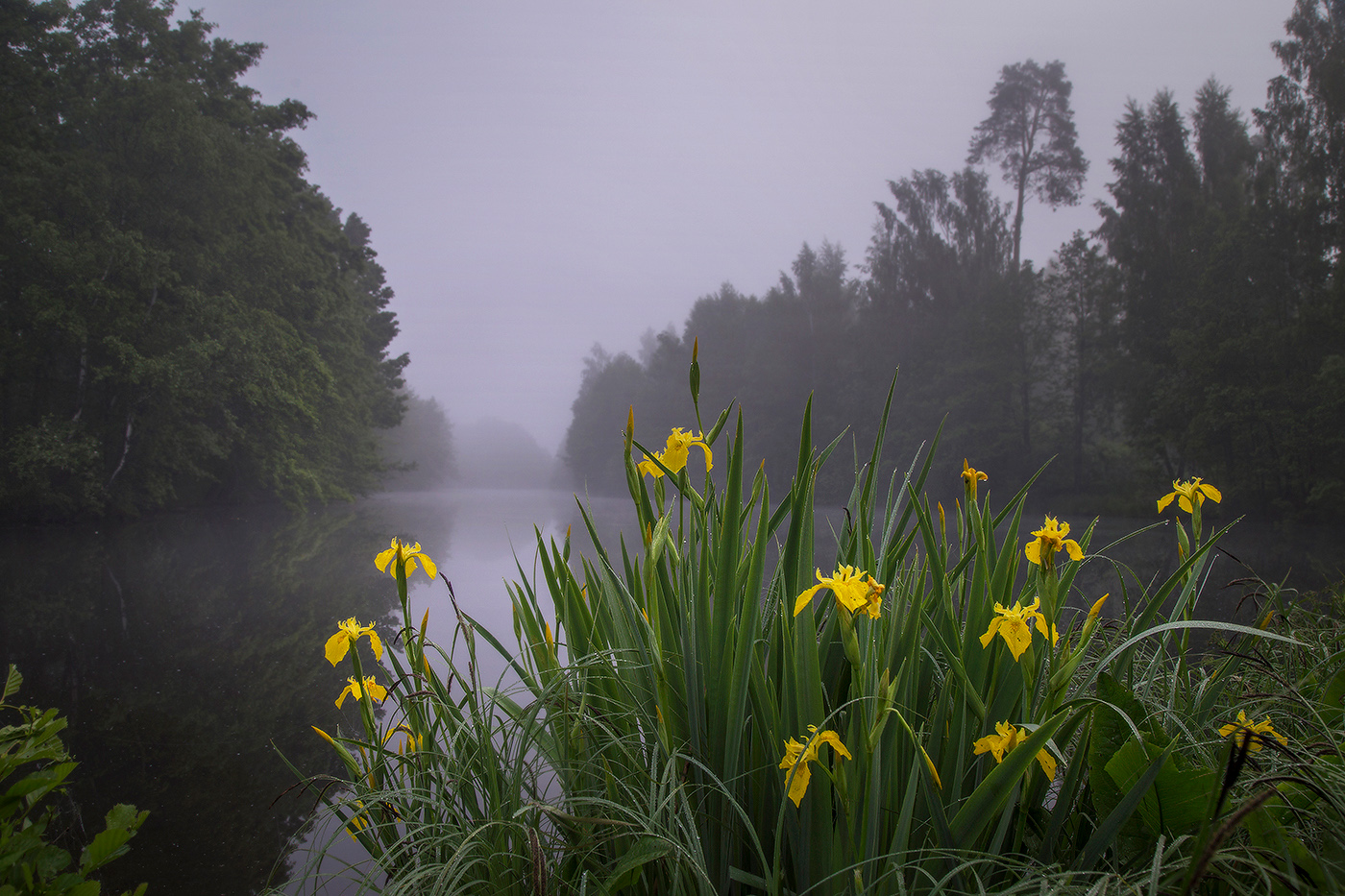 Желтые ирисы