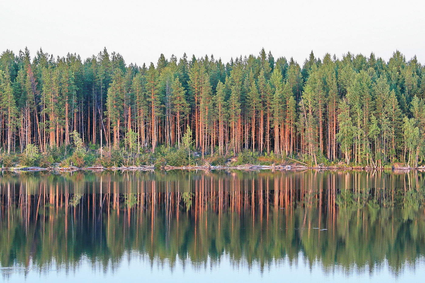 Карельские леса