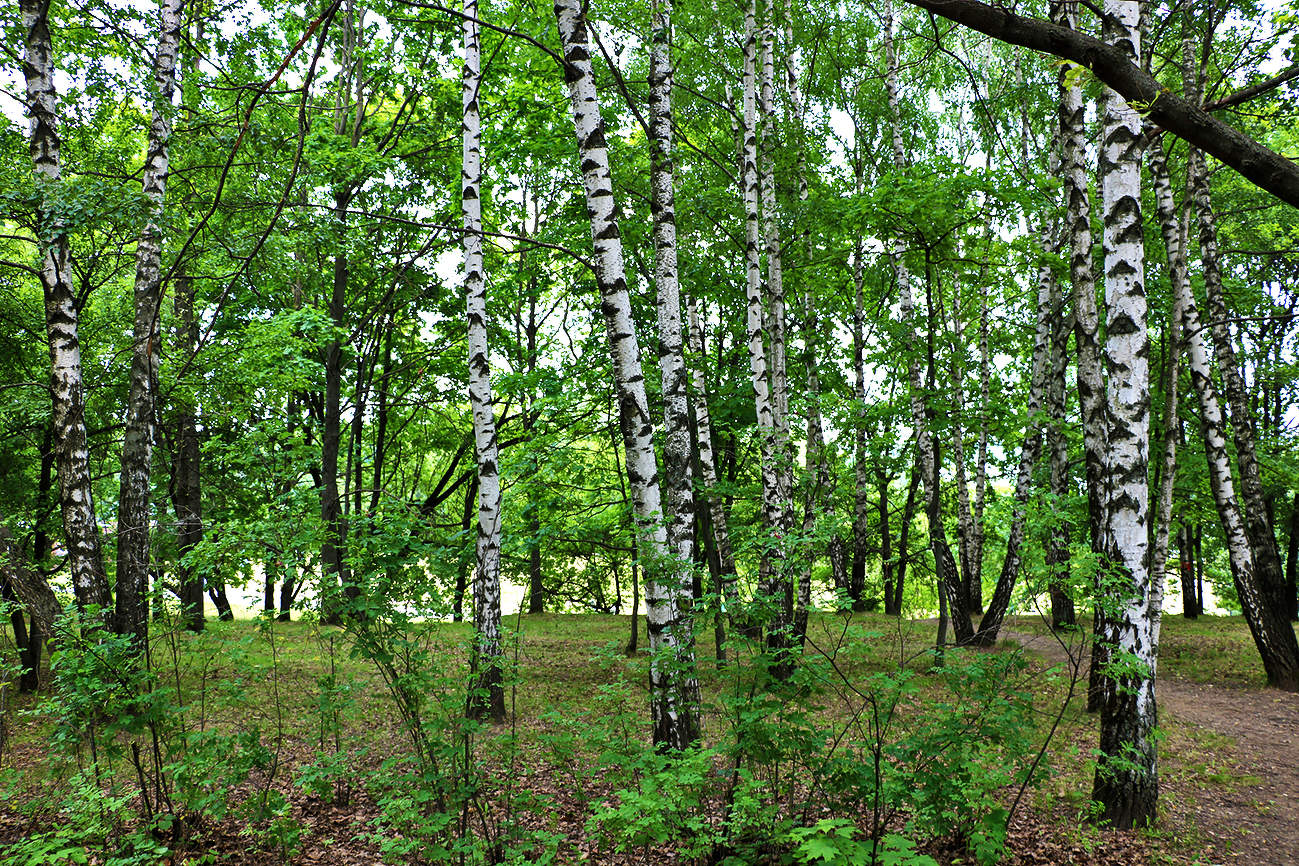 Берёзовая роща в Коломенском