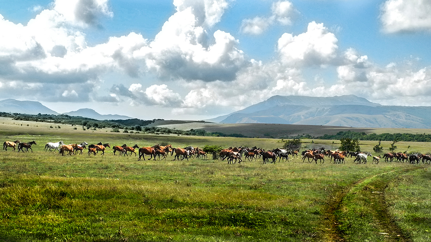 Табун на просторах