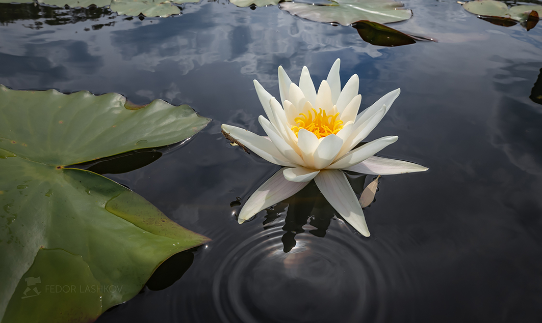 Белая кувшинка