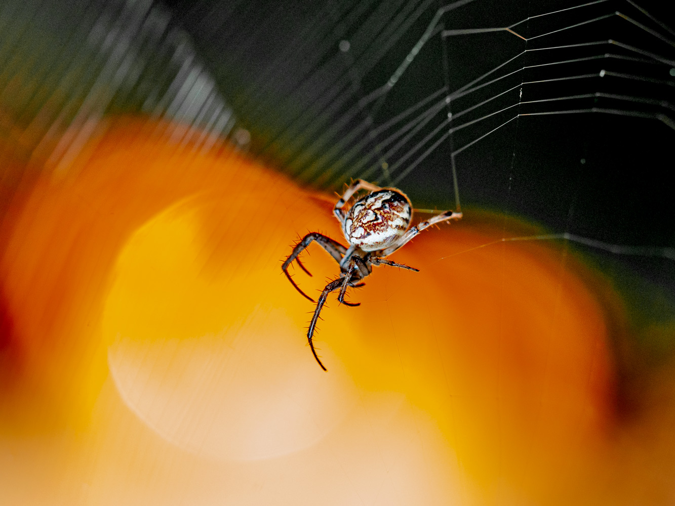 В мире маленьких...